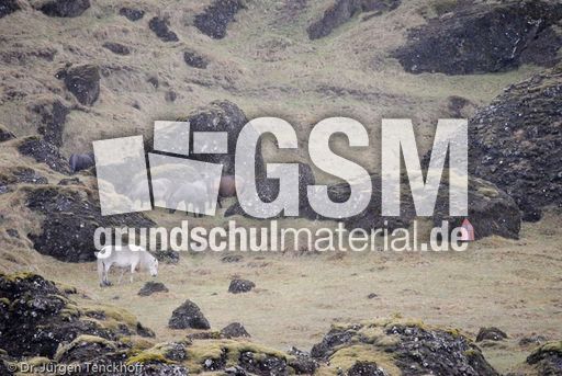 Islandpferde (37 von 50).jpg